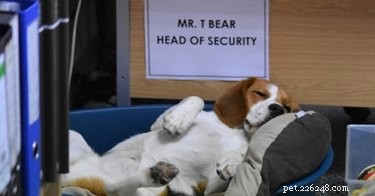 18 Office Dogs Showing Why They’re the Ultimate Coworkers