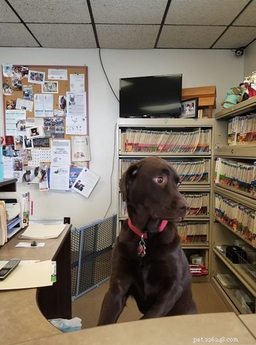 18 Office Dogs Showing Why They’re the Ultimate Coworkers