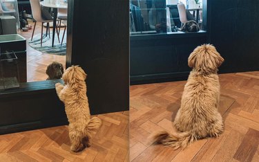 18 Office Dogs Showing Why They’re the Ultimate Coworkers