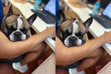 18 Office Dogs Showing Why They’re the Ultimate Coworkers
