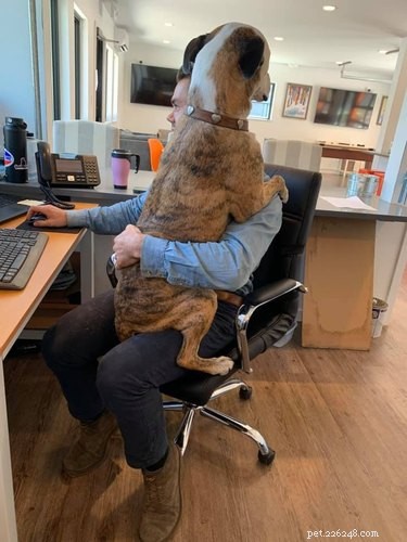 18 Office Dogs Showing Why They’re the Ultimate Coworkers