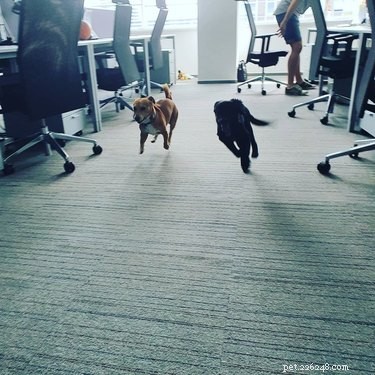 18 Office Dogs Showing Why They’re the Ultimate Coworkers