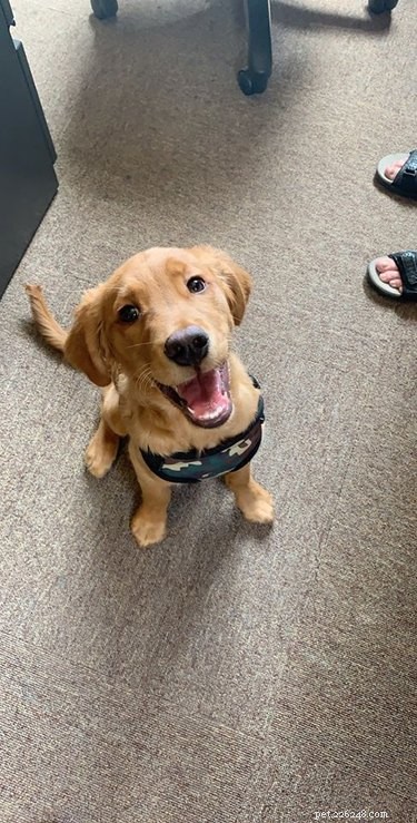 18 Office Dogs Showing Why They’re the Ultimate Coworkers