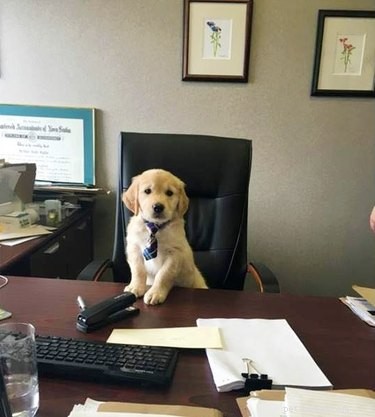 18 Office Dogs Showing Why They’re the Ultimate Coworkers