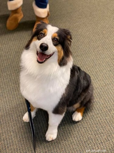 18 Office Dogs Showing Why They’re the Ultimate Coworkers