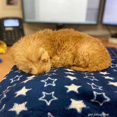 18 Office Dogs Showing Why They’re the Ultimate Coworkers