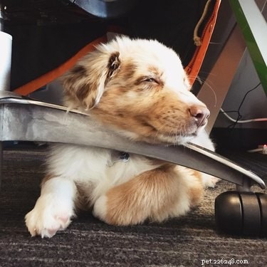 18 Office Dogs Showing Why They’re the Ultimate Coworkers