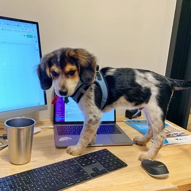 18 Office Dogs Showing Why They’re the Ultimate Coworkers