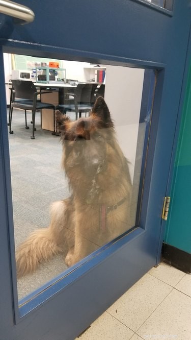 18 Office Dogs Showing Why They’re the Ultimate Coworkers