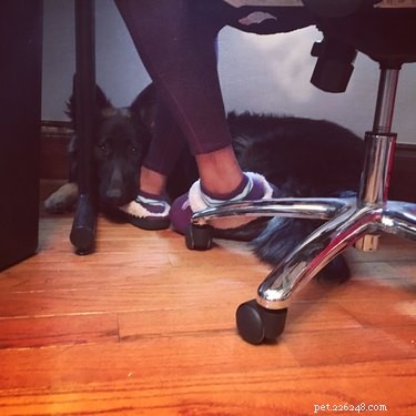 18 Office Dogs Showing Why They’re the Ultimate Coworkers