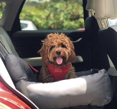 19 Adorable Dogs Safe and Secure in Car Seats for the Road Trip