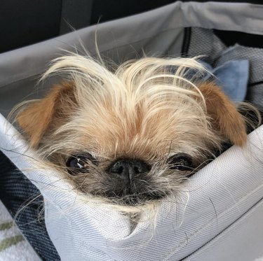 19 Adorable Dogs Safe and Secure in Car Seats for the Road Trip