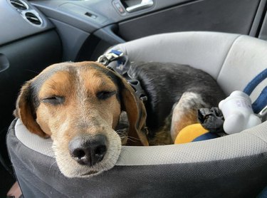 19 Adorable Dogs Safe and Secure in Car Seats for the Road Trip