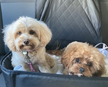 19 Adorable Dogs Safe and Secure in Car Seats for the Road Trip