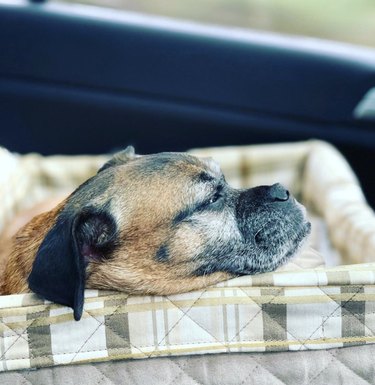 19 Adorable Dogs Safe and Secure in Car Seats for the Road Trip