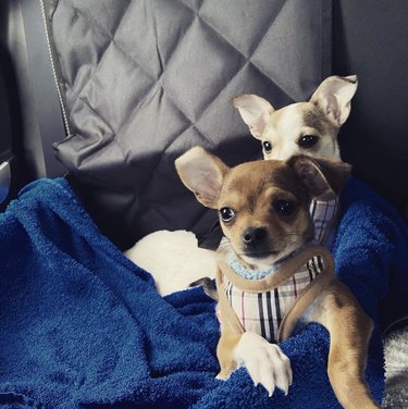 19 Adorable Dogs Safe and Secure in Car Seats for the Road Trip