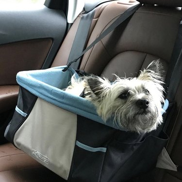 19 Adorable Dogs Safe and Secure in Car Seats for the Road Trip
