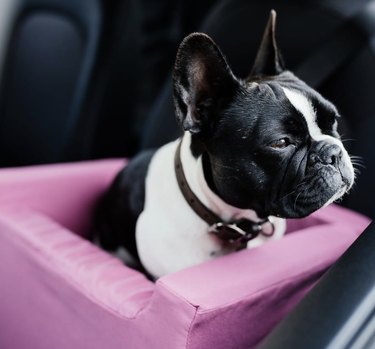 19 Adorable Dogs Safe and Secure in Car Seats for the Road Trip