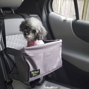 19 Adorable Dogs Safe and Secure in Car Seats for the Road Trip