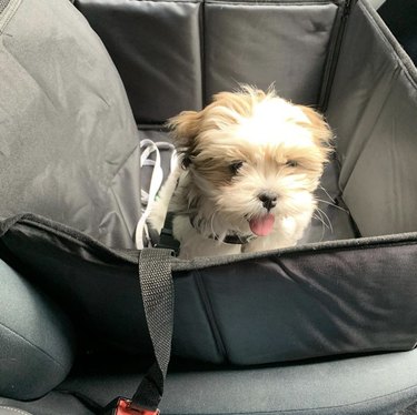 19 Adorable Dogs Safe and Secure in Car Seats for the Road Trip