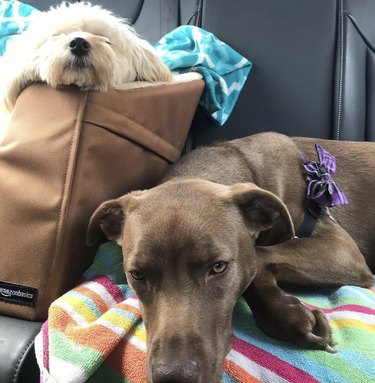 19 Adorable Dogs Safe and Secure in Car Seats for the Road Trip