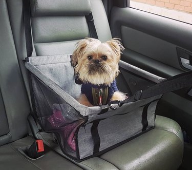 19 Adorable Dogs Safe and Secure in Car Seats for the Road Trip
