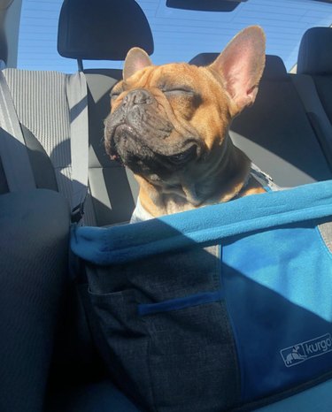 19 Adorable Dogs Safe and Secure in Car Seats for the Road Trip