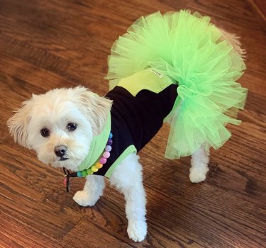17 Charming Dogs in Tutus to Brighten Your Day