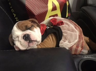 17 Charming Dogs in Tutus to Brighten Your Day