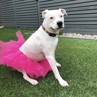 17 Charming Dogs in Tutus to Brighten Your Day