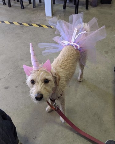 17 Charming Dogs in Tutus to Brighten Your Day