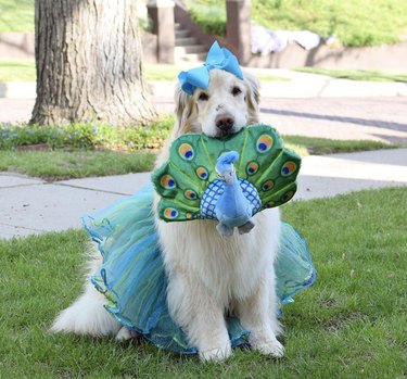 17 Charming Dogs in Tutus to Brighten Your Day