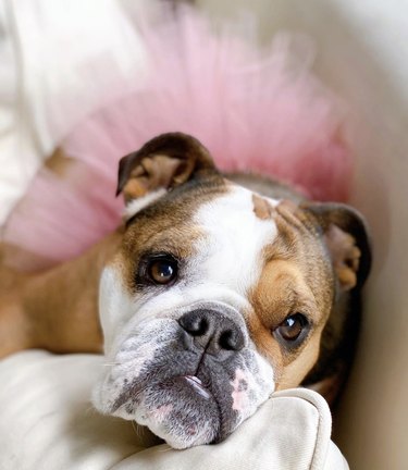 17 Charming Dogs in Tutus to Brighten Your Day