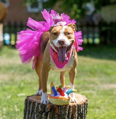 17 Charming Dogs in Tutus to Brighten Your Day