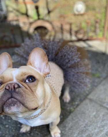 17 Charming Dogs in Tutus to Brighten Your Day