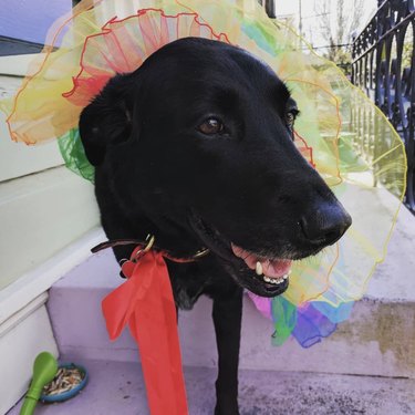 17 Charming Dogs in Tutus to Brighten Your Day