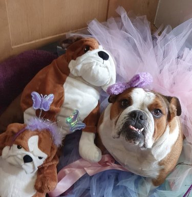17 Charming Dogs in Tutus to Brighten Your Day