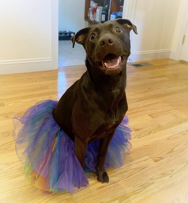 17 Charming Dogs in Tutus to Brighten Your Day