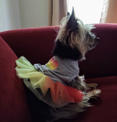 17 Charming Dogs in Tutus to Brighten Your Day