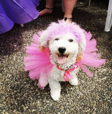 17 Charming Dogs in Tutus to Brighten Your Day