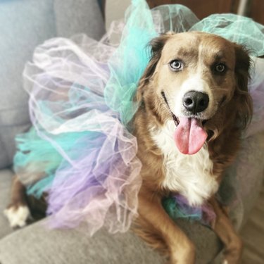17 Charming Dogs in Tutus to Brighten Your Day