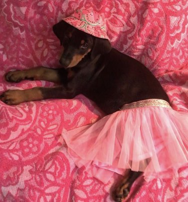 17 Charming Dogs in Tutus to Brighten Your Day