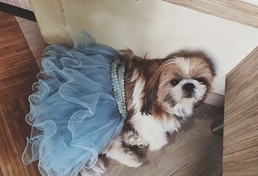 17 Charming Dogs in Tutus to Brighten Your Day