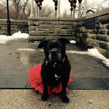 17 Charming Dogs in Tutus to Brighten Your Day