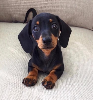 18 Heartwarming Dog Photos That Will Melt Your Heart