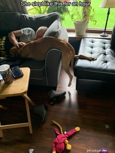 18 Heartwarming Dog Photos That Will Melt Your Heart