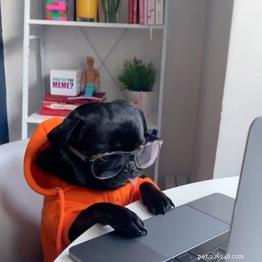 18 Heartwarming Dog Photos That Will Melt Your Heart
