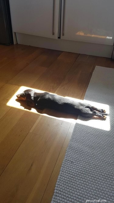 18 Heartwarming Dog Photos That Will Melt Your Heart