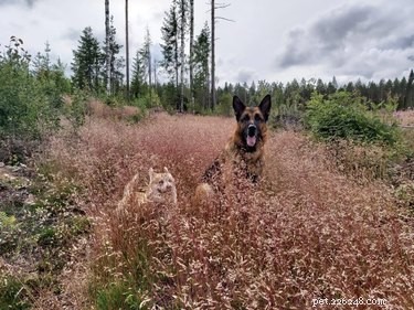 18 Heartwarming Dog Photos That Will Melt Your Heart