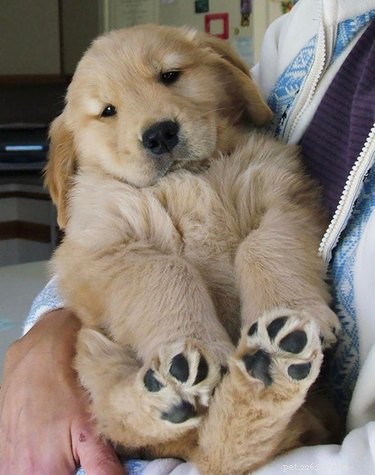 18 Heartwarming Dog Photos That Will Melt Your Heart